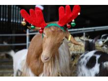 Echo - Golden Guernsey goat in festive mood